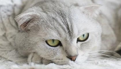 开云体育vip-英格兰奥运回顾：一步一脚印走向奖牌，英国奥运会英格兰世界杯